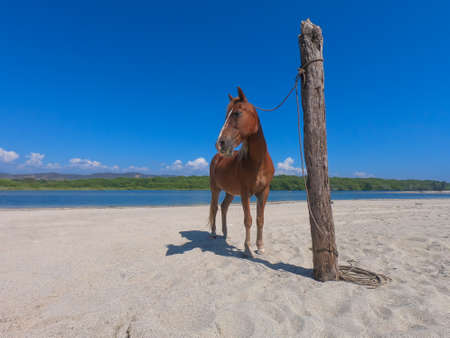 horse tied to the shore of the beachの写真素材