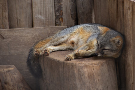 Mexican fox also known as the desert fox or northern fox, it is a carnivorous mammal that lives in the arid regions of northern Mexico.の写真素材