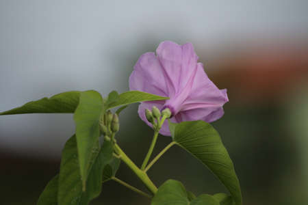 nameless flower with blur in backgroundの写真素材
