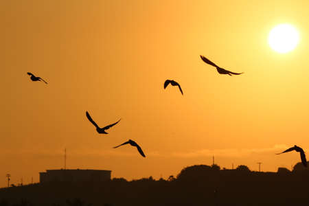 Silhouette of birds flying at sunrise in Brazilian autumnの写真素材