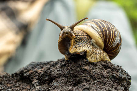 Large brown snail on a black volcanic stoneの写真素材