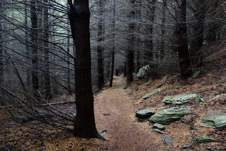 Mysterious forest near Queenstown New Zealand