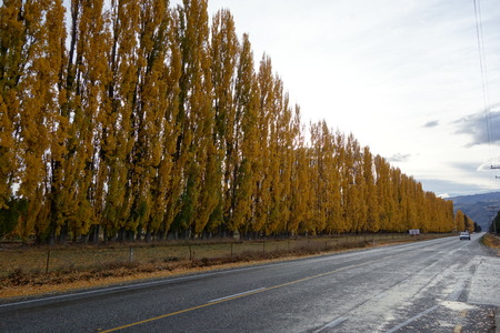 Yellow alley on the road to Twizel New Zealandの写真素材