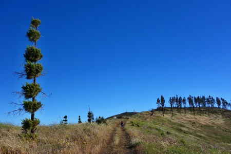 Tree in Las Paredes La Gomera islandの写真素材