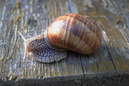 Detail of big snail with shellの写真素材