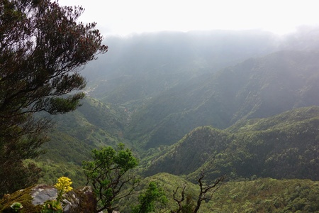 Mist in Garajonay national park La Gomera Canary islandの写真素材
