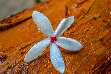 A flower in Morne Seychellois National Park on Mahe Seychelles main islandの写真素材