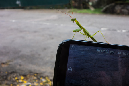 A praying mantis trying to communicate through modern technologiesの写真素材