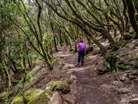 Walking in the laurisilva forest Tenerife Canary Islandの写真素材