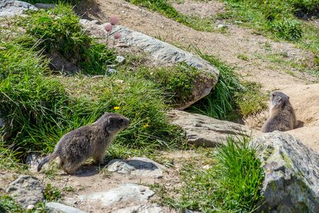 Marmots at Spielboden in the canton of Valais southwestern part of Switzerlandの写真素材