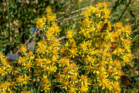 Butterflies on the flower in the canton of Valais southwestern part of Switzerlandの写真素材