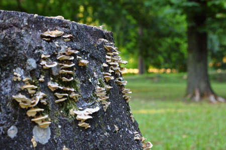 Old fungus-infested tree stump in the forestの写真素材