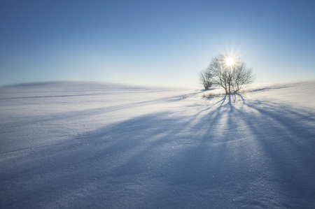 winter landscape with trees and blue sky