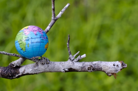 The globe on the dead twigs.の写真素材