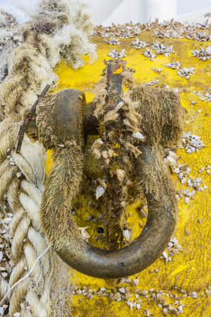 Industrial equipment. A heavy weight shackle coated with moss and coral reefs attached to pad eye buoyancy tank for anchor setup.の写真素材