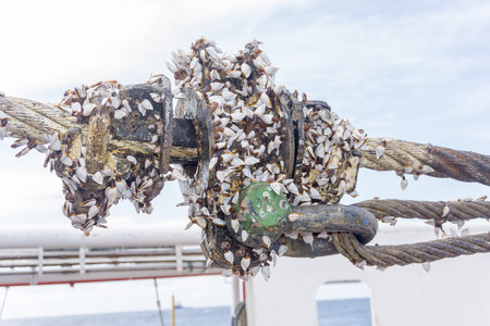 Industrial equipment. A heavy weight shackle coated with moss and coral reefs attached to pad eye buoyancy tank for anchor handling activities.の写真素材