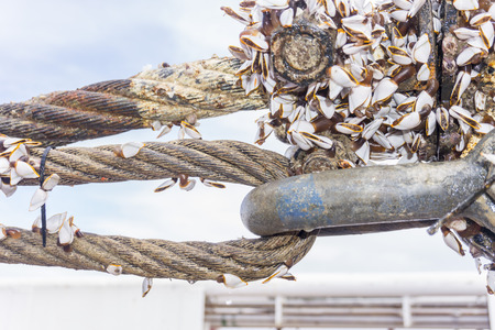 Industrial equipment. Closed up of heavy weight shackle coated with moss and coral reefs attached to pad eye buoyancy tank for anchor handling activities.の写真素材