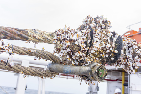 Industrial equipment. Closed up of heavy weight shackle coated with moss and coral reefs attached to pad eye buoyancy tank for anchor handling activities.の写真素材