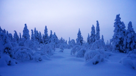 Heavily snow laden trees in Sweden during winterの写真素材
