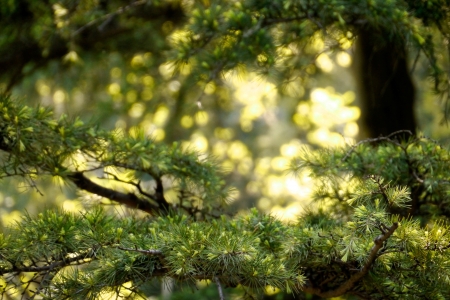 Pine tree with ambient light coming throughの写真素材