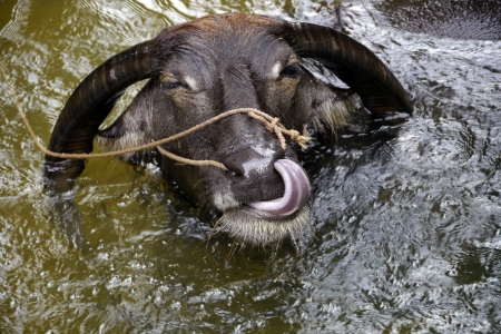 Ox licking nostril with tongueの写真素材