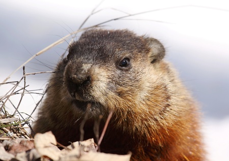 ground hogの写真素材