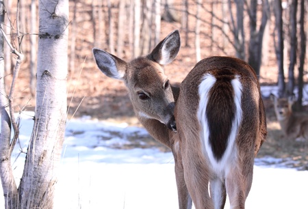 deer in springの写真素材