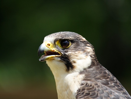 falconの写真素材