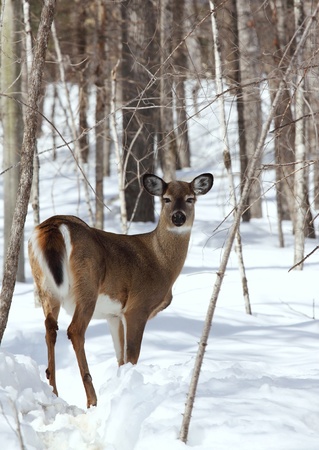 deer in winterの写真素材