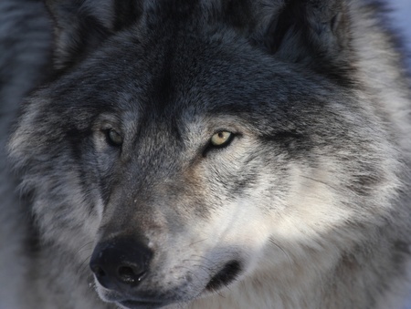 gray wolf