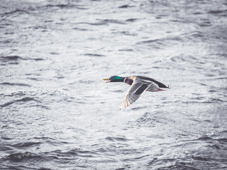 A male duck mallard is flying over windy water with cold waves. Location: Lund, Sweden.の写真素材