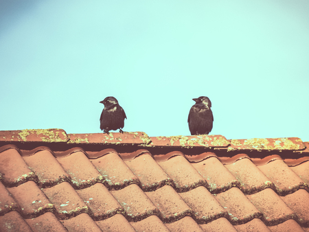 The western jackdaw Corvus monedula is a bird of the crow family. Two of them are seen here sitting on the roof of a house in Lund, southern Sweden. Vintage look.の写真素材