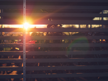 A beautiful sunrise in Lund, Sweden. The morning sun is peaking through a bicycle storage shed....