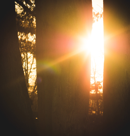 The natural beauty of the morning sun shining between two big trees.の写真素材