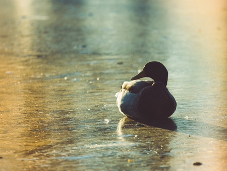 A duck mallard is lying on the ice of a frozen pond before sunset. Faded vintage look with light leaks.の写真素材