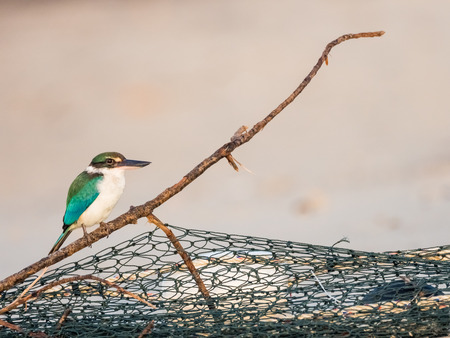 A beautiful blue collared kingfisher is sitting on a branch by a fishing net, being a true fisherman, at the beach at sunrise. Location: Langkawi, Malaysia.の写真素材