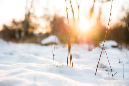 Close-up of small twigs sticking up from the beautiful white snow. The sun is setting in the distance. Location: Sweden.の写真素材