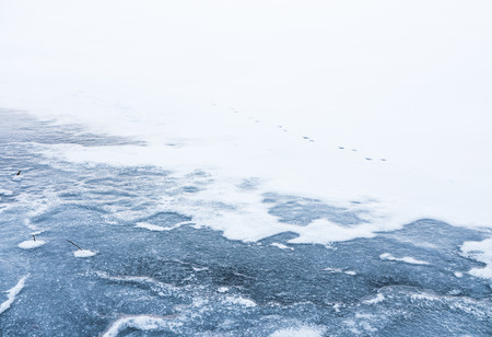 Animal footprints  paw prints on a frozen ice lake in the Swedish winter January 2016. Location:...