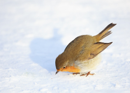 A cute and colorful European robin Erithacus rubecula is looking at a seed in the snow before eating it. Location: Lund, Sweden.の写真素材