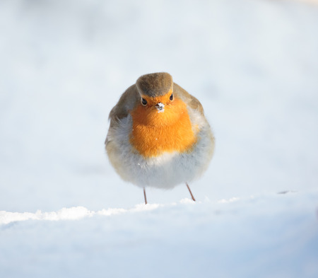 A cute and colorful European robin Erithacus rubecula is looking into the camera. Location: Lund, Sweden.の写真素材