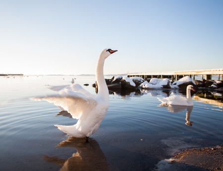 A beautiful majestic white swan spreads its wings by the shore in the winter. Location: Gothenburg, Sweden.の写真素材