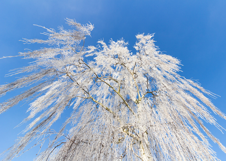 A beautiful winter tree type of birch in the winter, with snow and frost. Location: Sweden.の写真素材