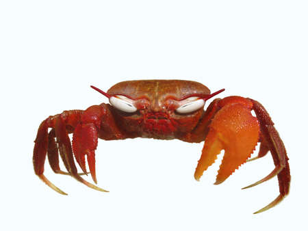 Red Crab 