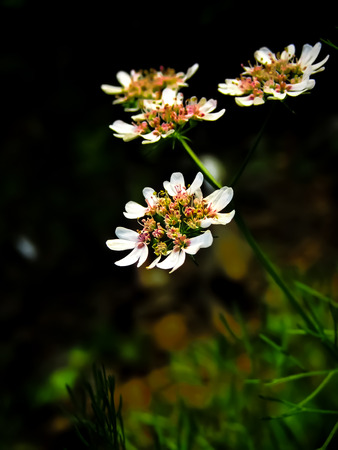 small white flower on greenlandの写真素材