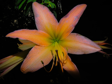 closeup showing the details of a unknown flowerの写真素材