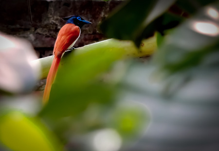 Paradise flycatcher bird in green treeの写真素材