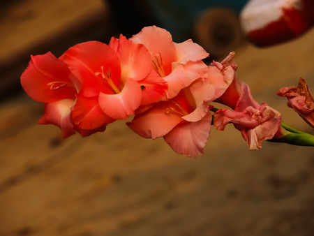 faded orange flower with long stemの写真素材