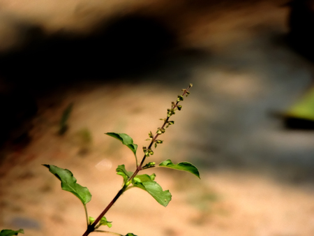 Tulshi or ocimum sanctul shrub in nature blur backgroundの写真素材