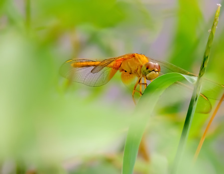 vivid coloured dragonfly closeupの写真素材