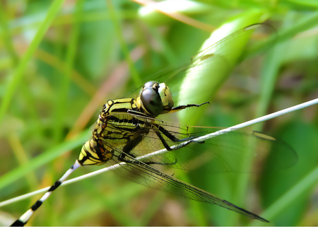 vivid coloured dragonfly closeupの写真素材